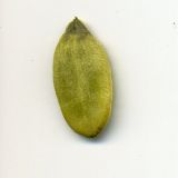 Image of taxon representative. Author is Николай Дегтярёв
