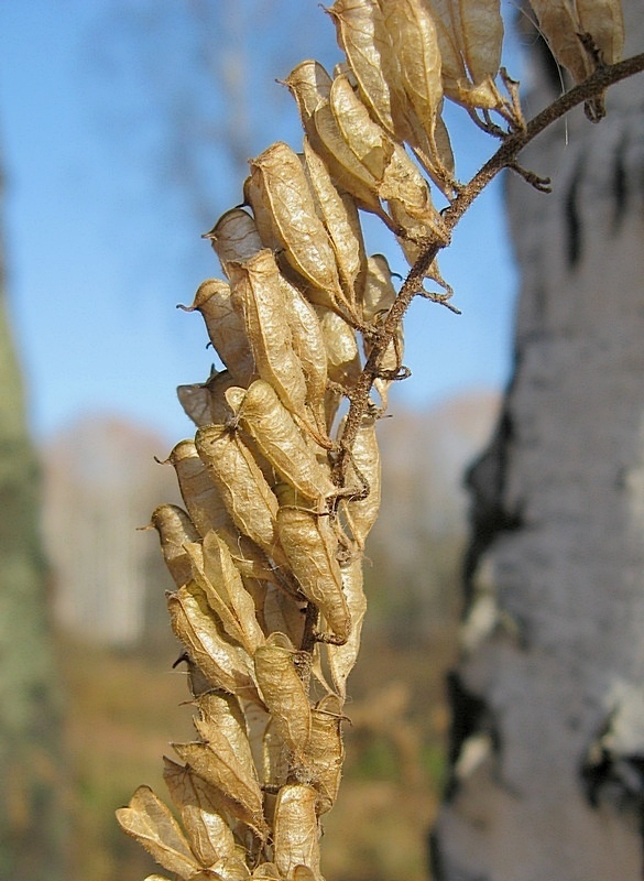 Изображение особи Cimicifuga foetida.