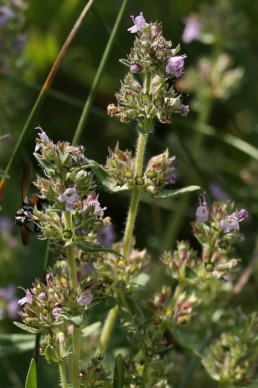 Изображение особи Thymus marschallianus.