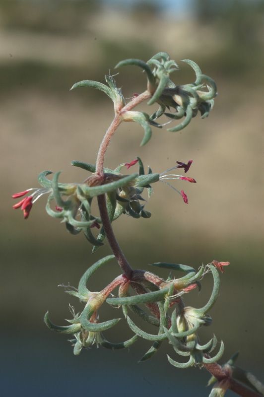 Image of Petrosimonia sibirica specimen.
