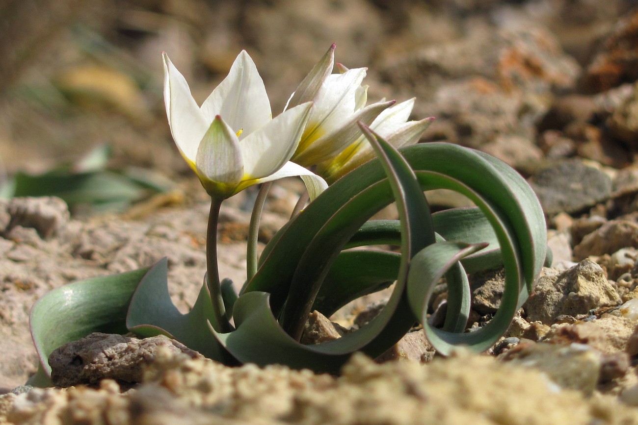 Image of Tulipa biflora specimen.