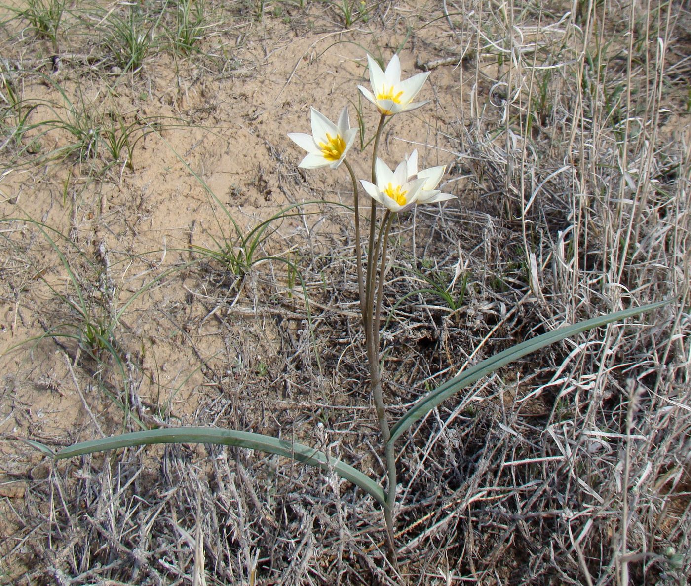 Изображение особи Tulipa buhseana.