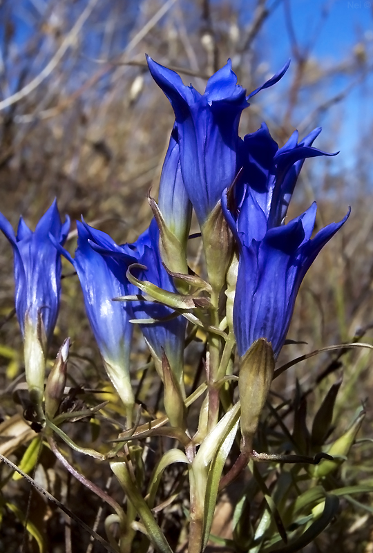 Изображение особи Gentiana decumbens.