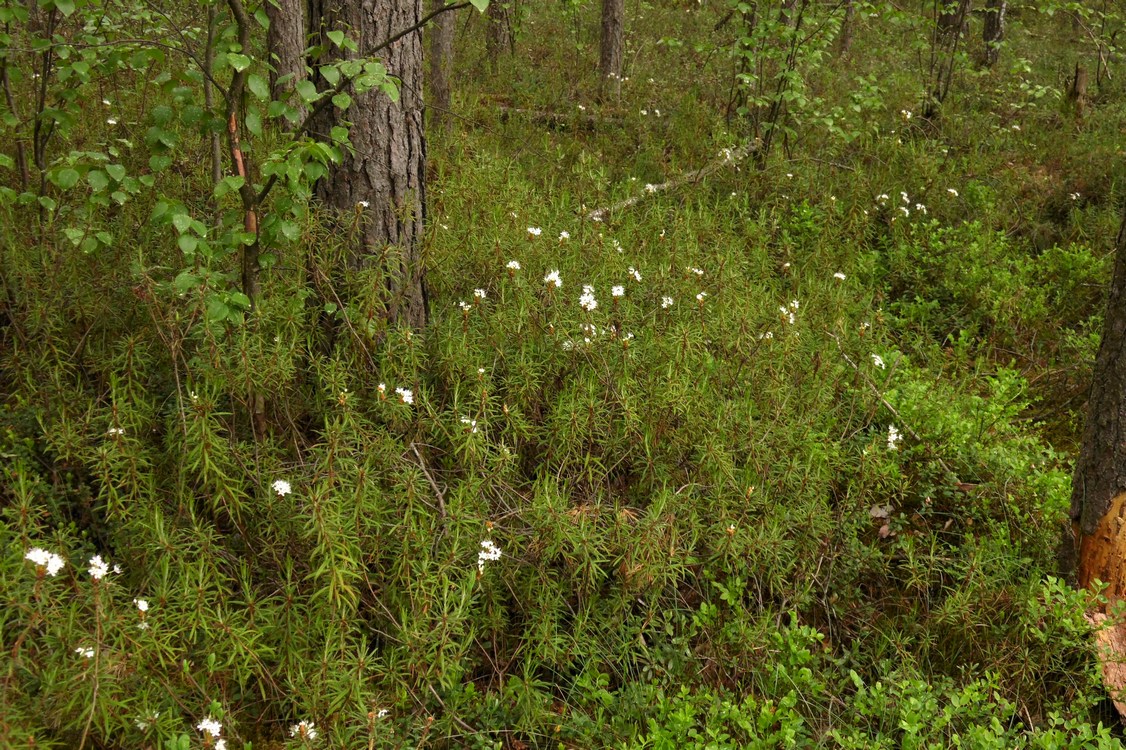 Image of Ledum palustre specimen.