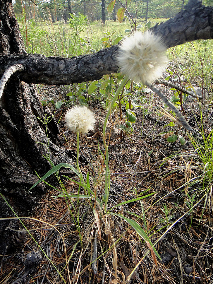 Image of Scorzonera austriaca specimen.