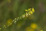 Melilotus officinalis