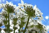 Heracleum sosnowskyi. Часть соцветия (вид снизу). Новгородская обл., г. Боровичи, Бобровские горы, луг. 28.06.2015.