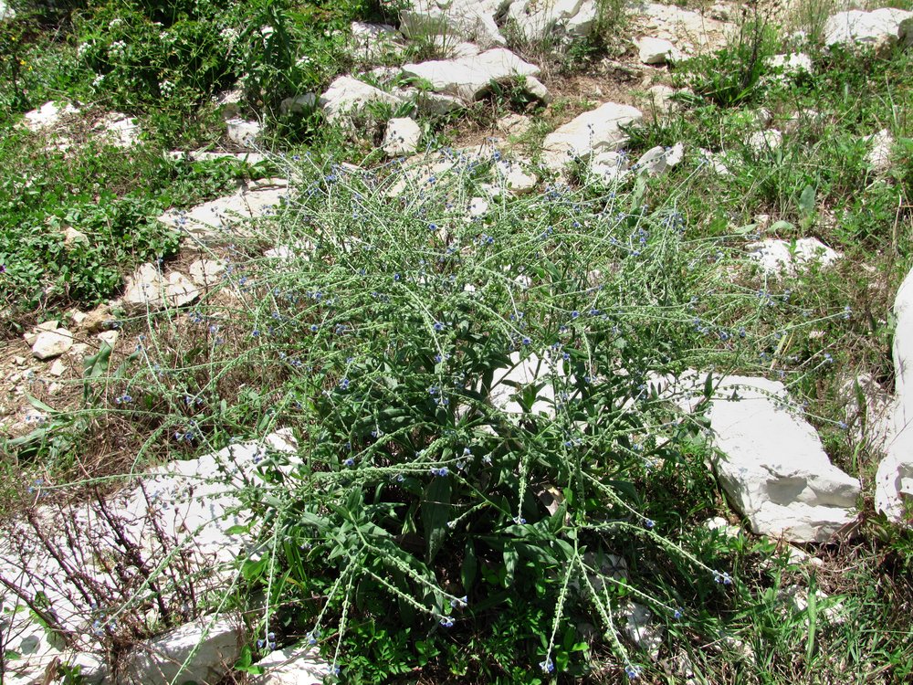 Image of Paracynoglossum glochidiatum specimen.