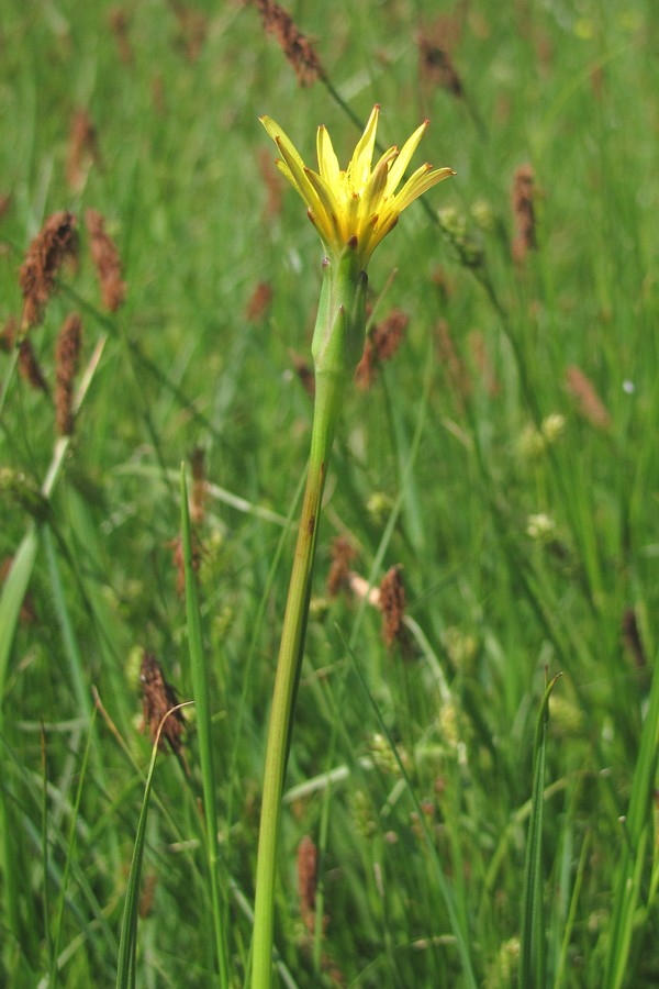 Изображение особи Scorzonera parviflora.