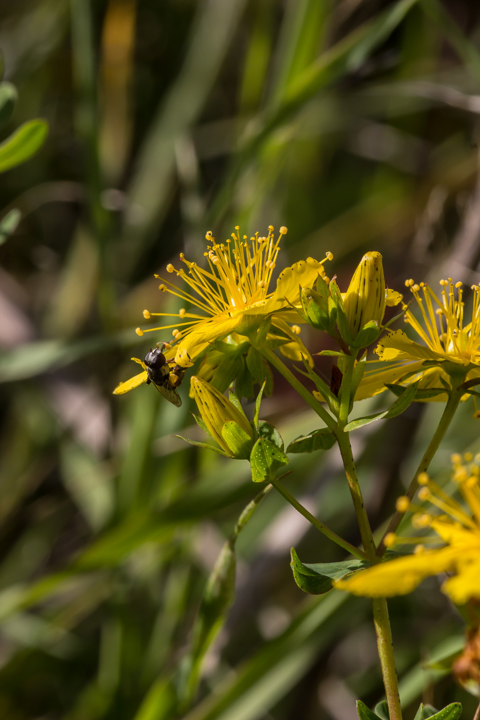 Image of Hypericum perforatum specimen.