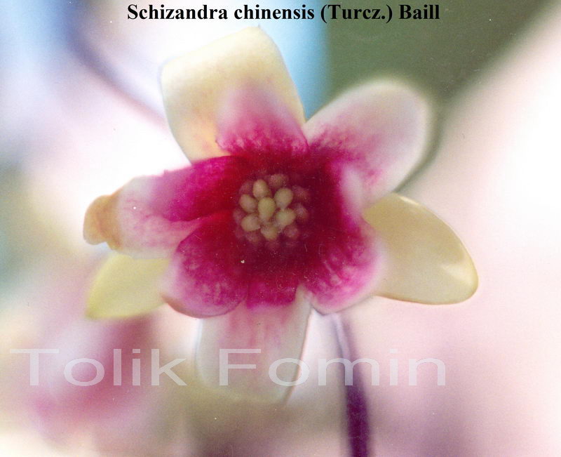 Image of Schisandra chinensis specimen.