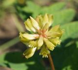 Astragalus glycyphyllos