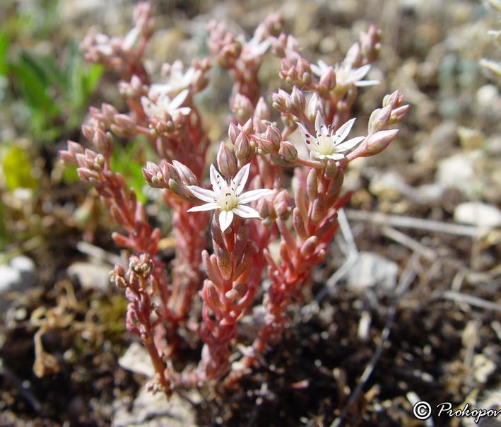 Image of Sedum hispanicum specimen.