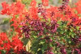 Salvia splendens