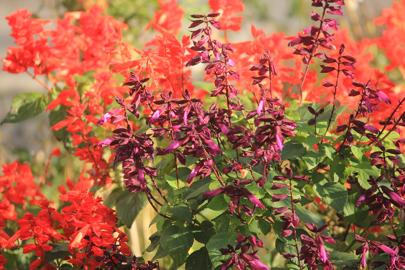 Image of Salvia splendens specimen.