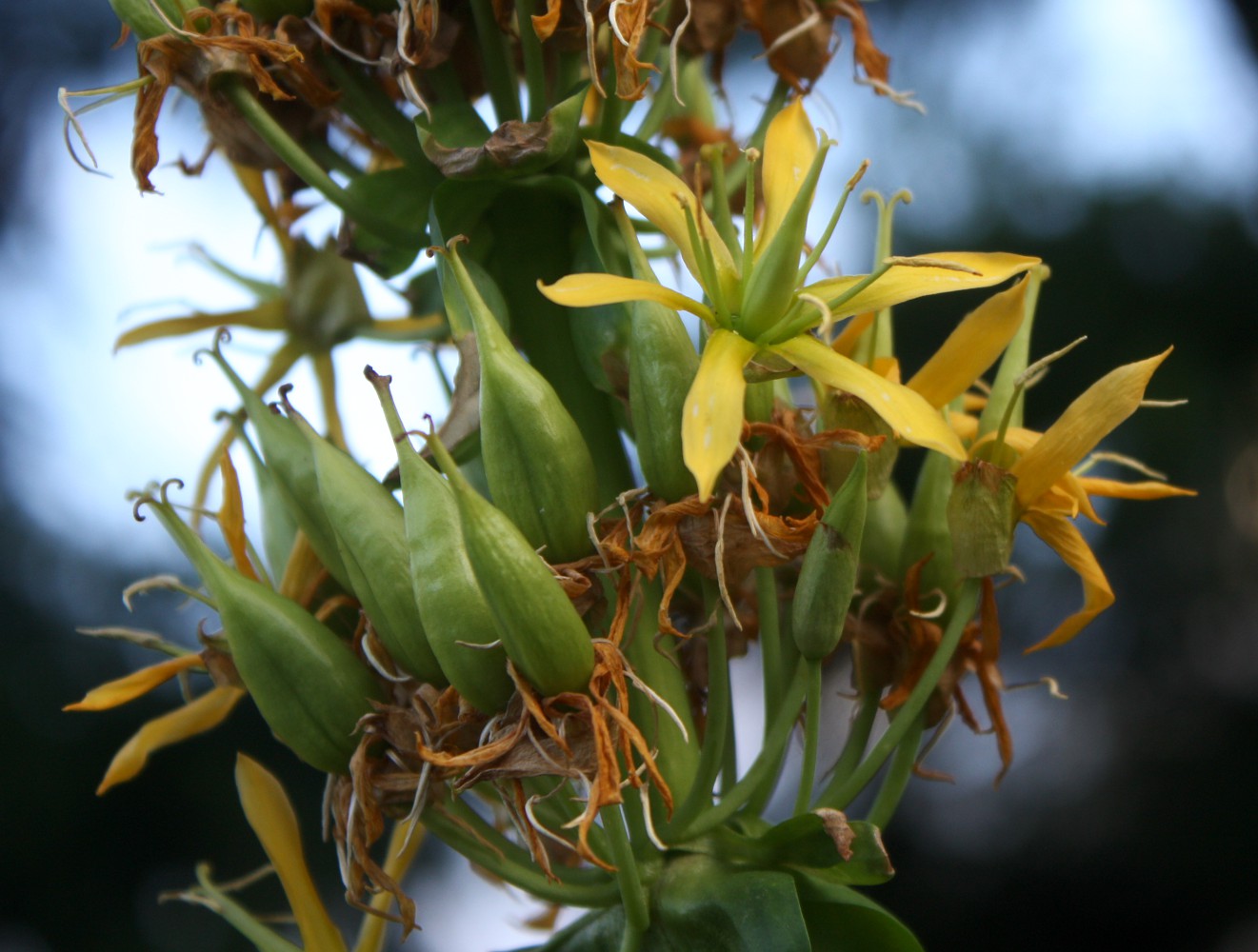 Изображение особи Gentiana lutea.