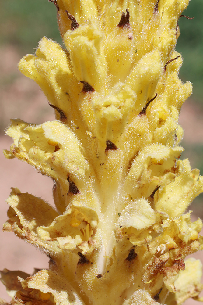 Image of Orobanche sordida specimen.