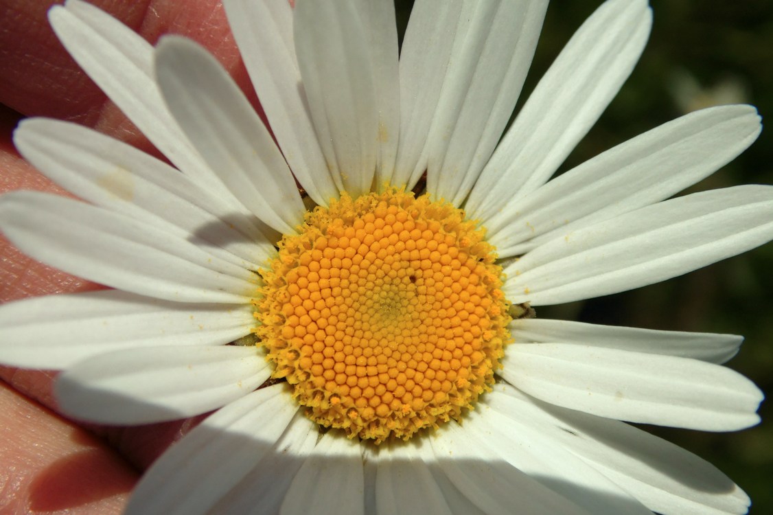 Image of Leucanthemum ircutianum specimen.