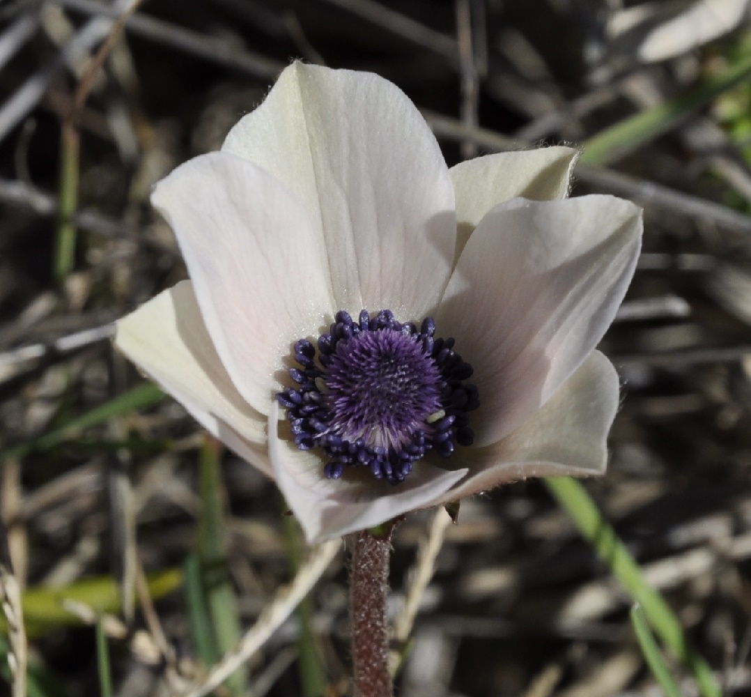 Image of Anemone coronaria specimen.