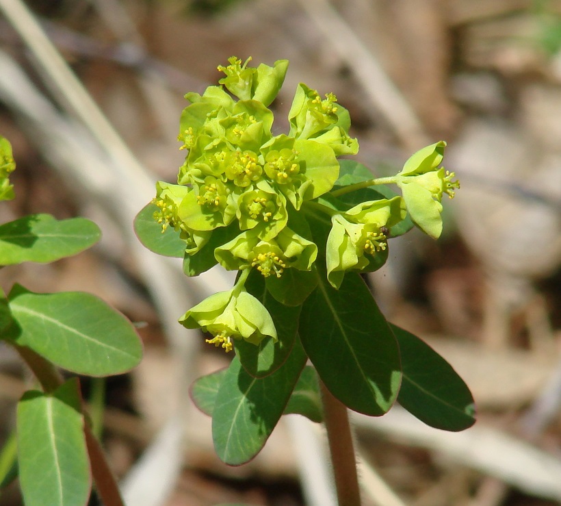 Изображение особи Euphorbia jenisseiensis.