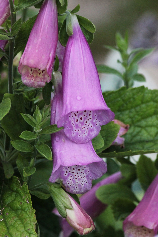 Изображение особи Digitalis purpurea.