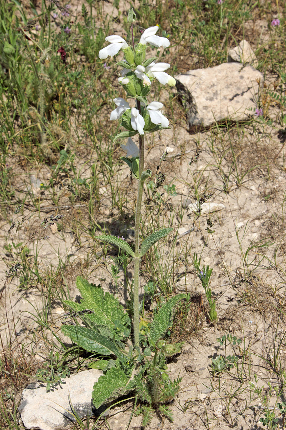 Image of Phlomoides labiosa specimen.
