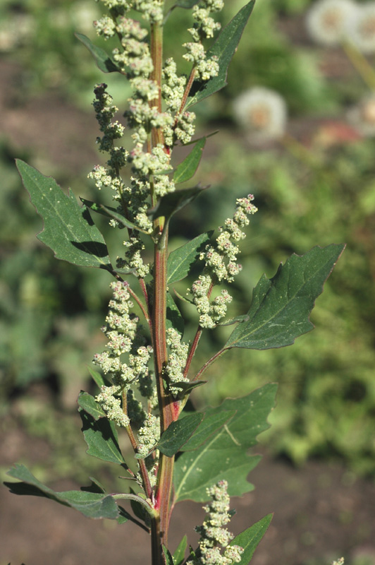 Изображение особи род Chenopodium.