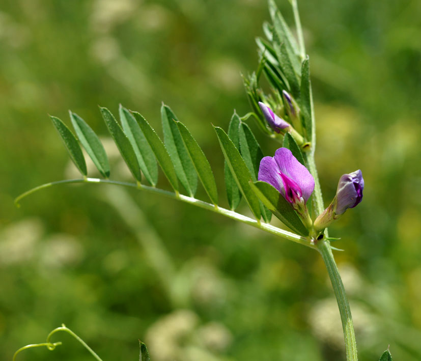 Image of Vicia angustifolia specimen.