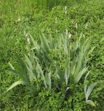 Iris pallida. Зацветающее растение. Краснодарский край, г. Крымск, на приусадебном участке. 03.05.2015.