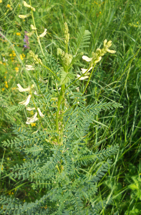 Изображение особи Astragalus galegiformis.