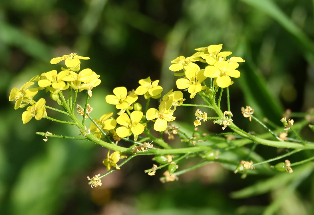 Image of Bunias orientalis specimen.