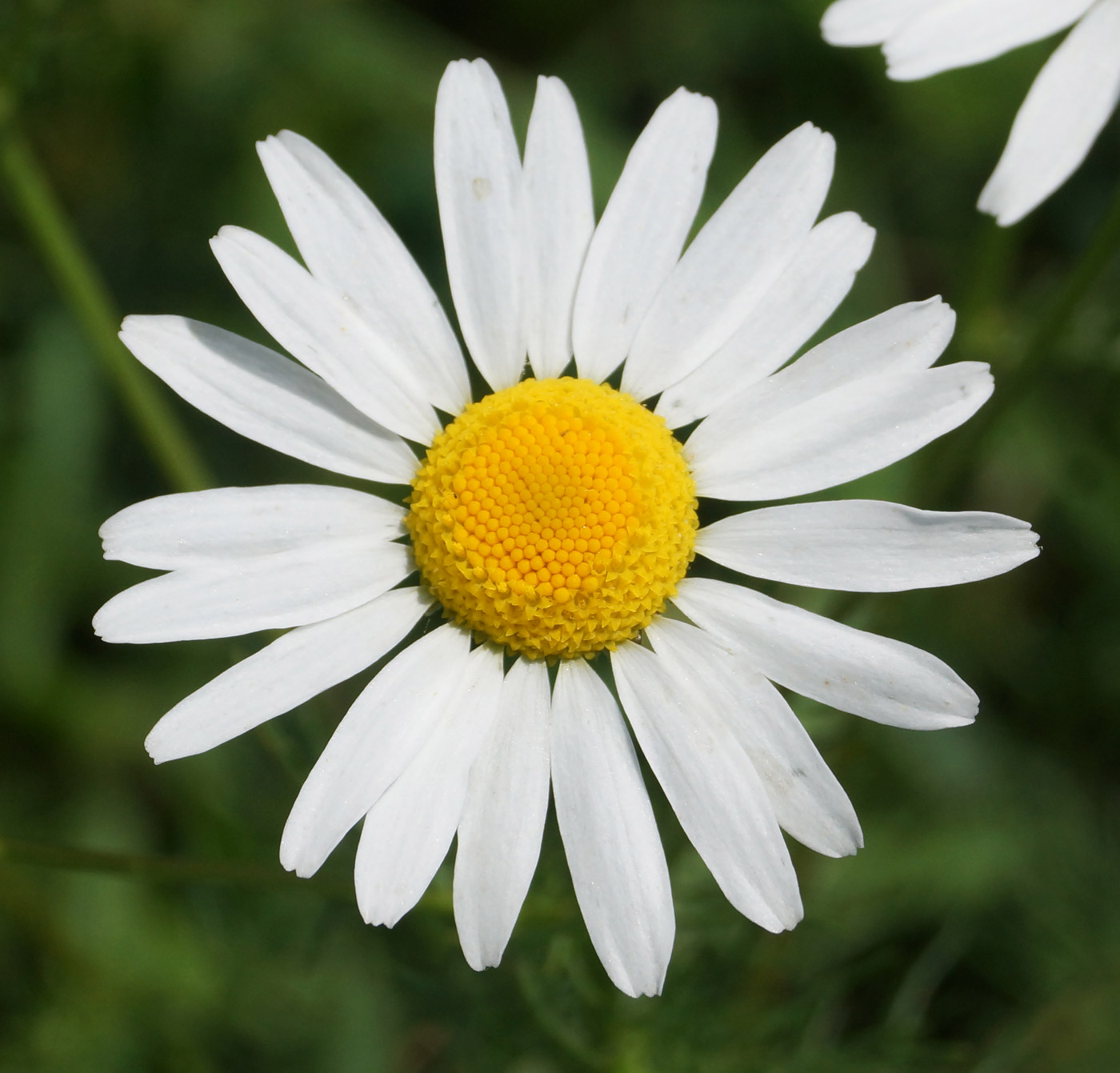 Изображение особи Tripleurospermum inodorum.