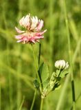 Trifolium hybridum. Верхушка растения с соцветиями. Архангельская обл., Вельский р-н, окр. пос. Усть-Шоноша, берег р. Вель. 19.07.2010.