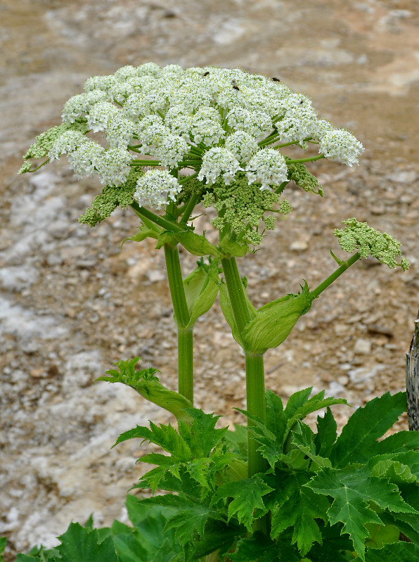 Изображение особи Heracleum dissectum.