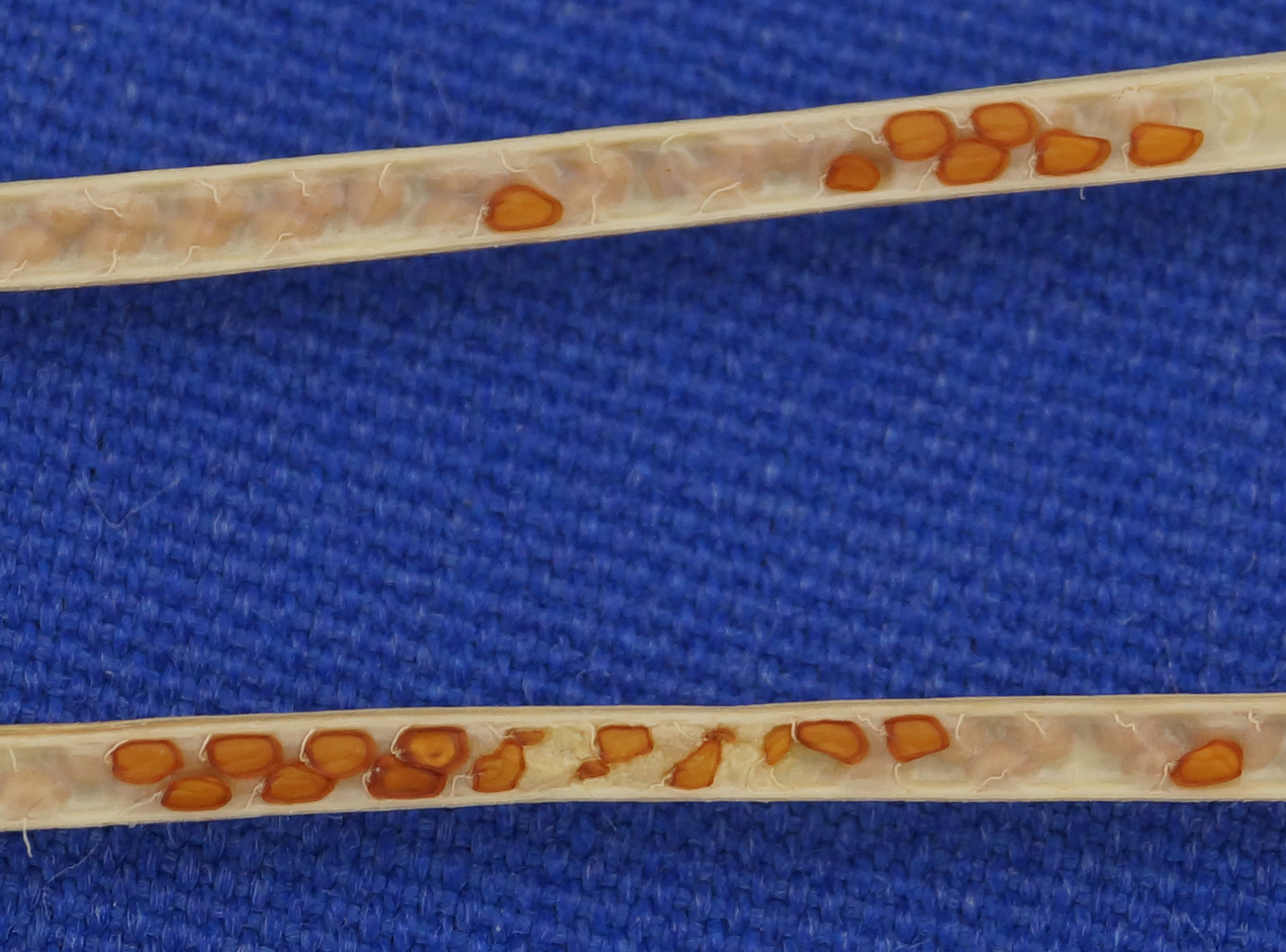 Image of Turritis glabra specimen.