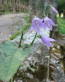 Campanula rapunculoides. Соцветия и лист повреждённого растения с сидящим толкунчиком (Empis). Ленинградская обл., г. Гатчина, Гатчинский парк. 17.07.2010.