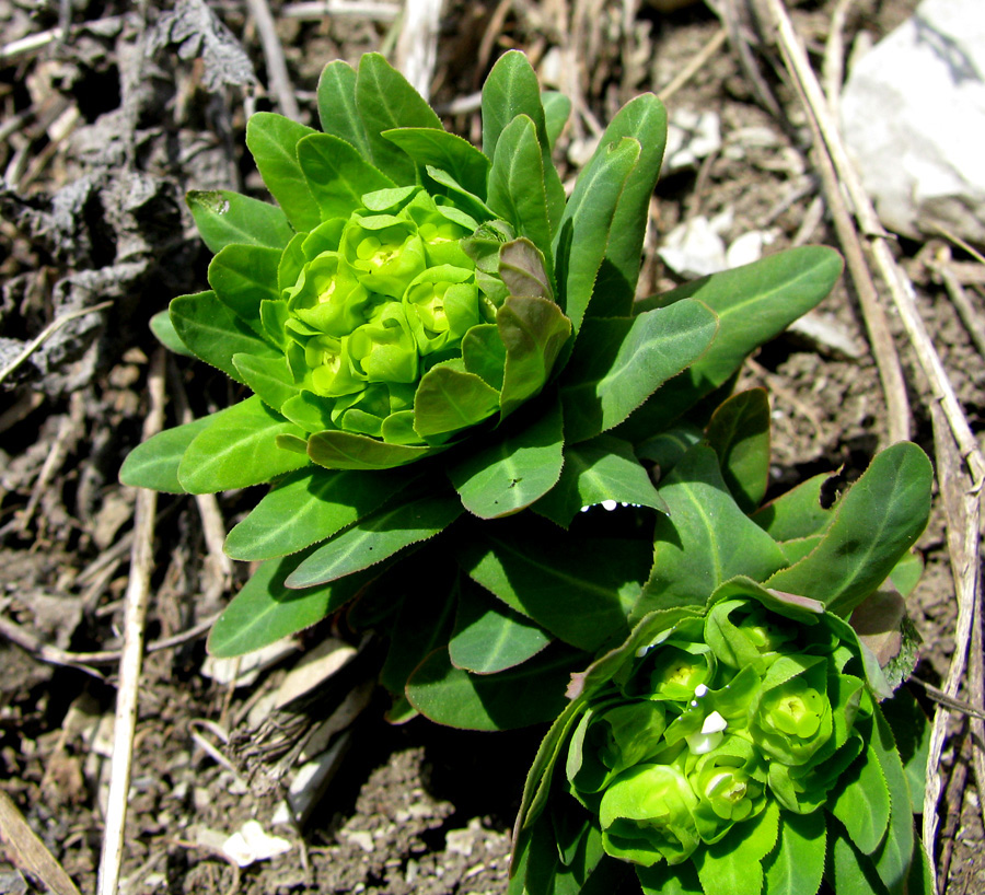 Image of Euphorbia condylocarpa specimen.