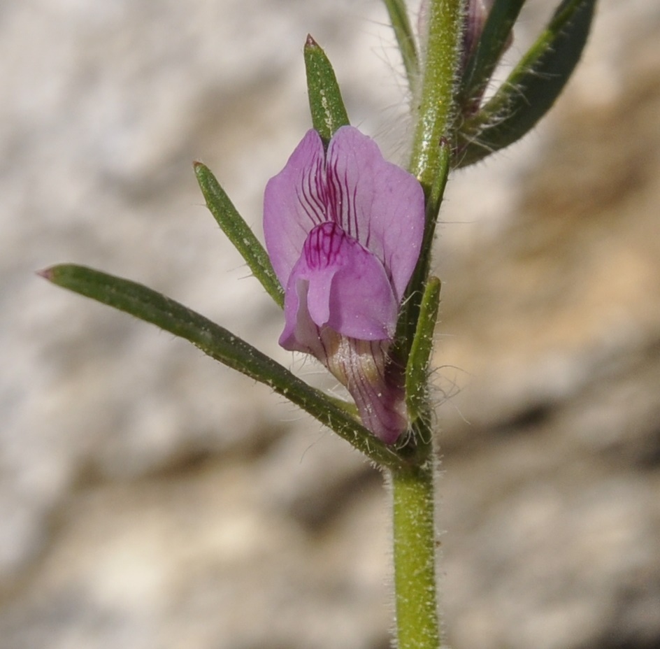 Image of Misopates orontium specimen.