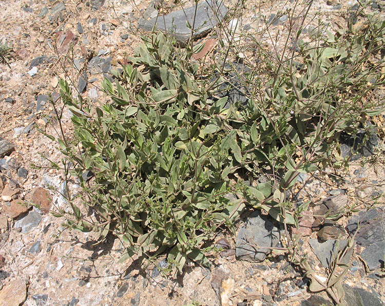 Image of Gypsophila perfoliata specimen.