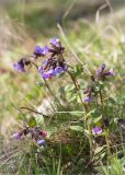 Pulmonaria obscura