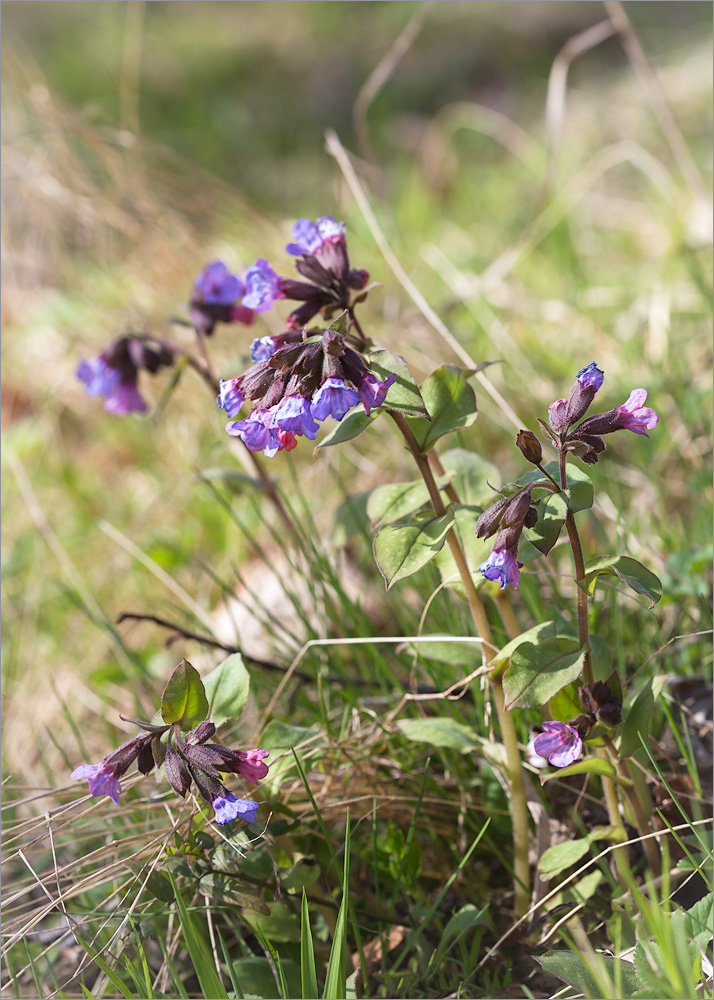 Изображение особи Pulmonaria obscura.