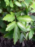 Astilbe chinensis variety davidii. Лист. Свердловская обл., г. Екатеринбург, пос. Шабровский, дачный участок. 16.08.2015.