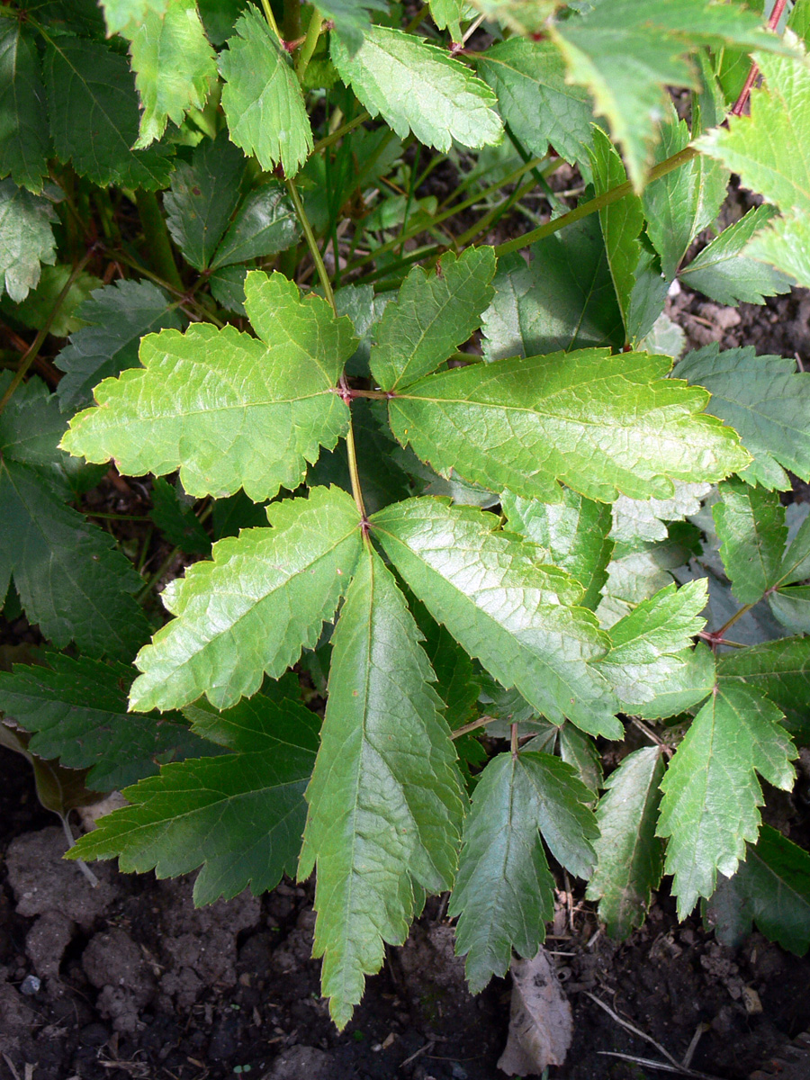Изображение особи Astilbe chinensis var. davidii.