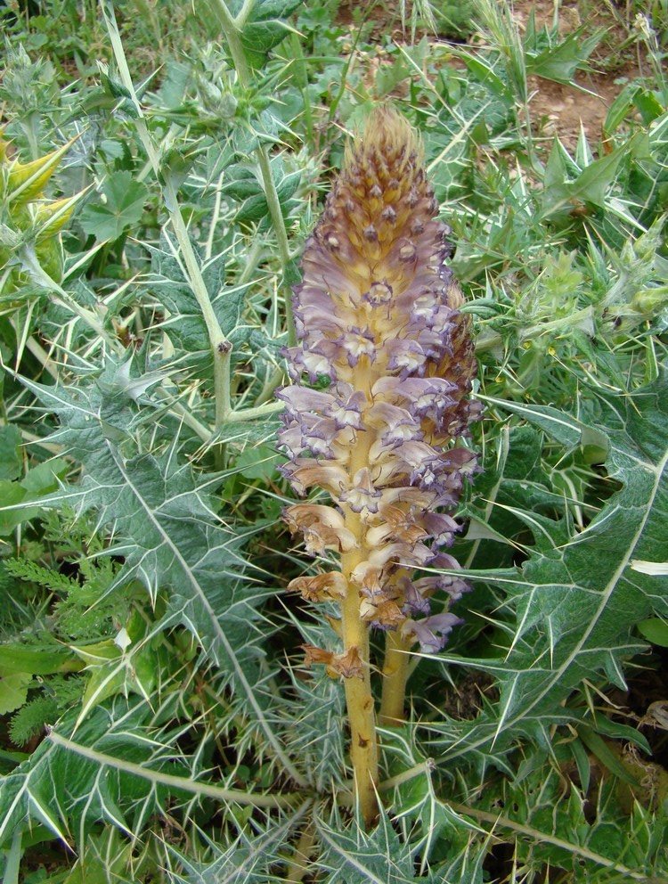 Image of Orobanche hansii specimen.