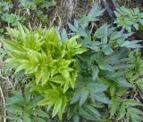 Archangelica decurrens