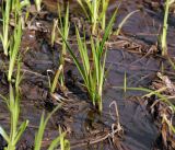 Scirpus sylvaticus. Молодые растения в воде. Московская обл., Раменский р-н, окр. ж.-д. платформы Хрипань, просека под ЛЭП. 29.04.2016.