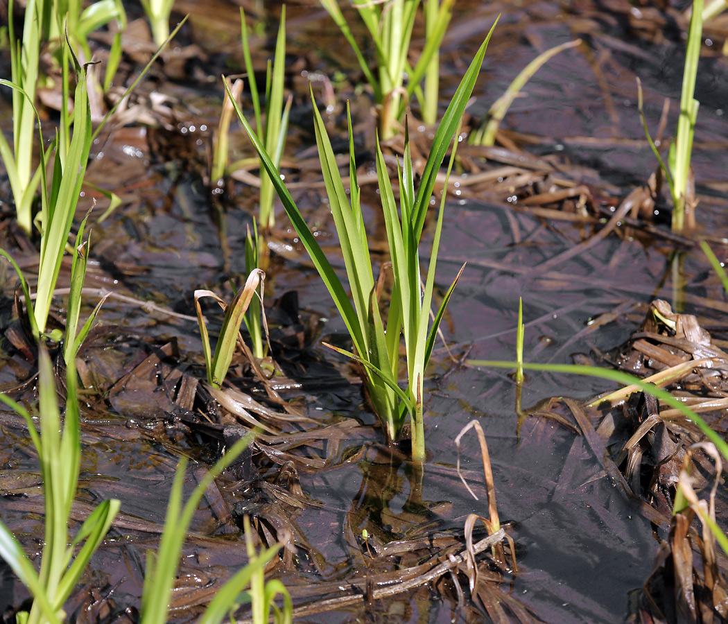 Image of Scirpus sylvaticus specimen.