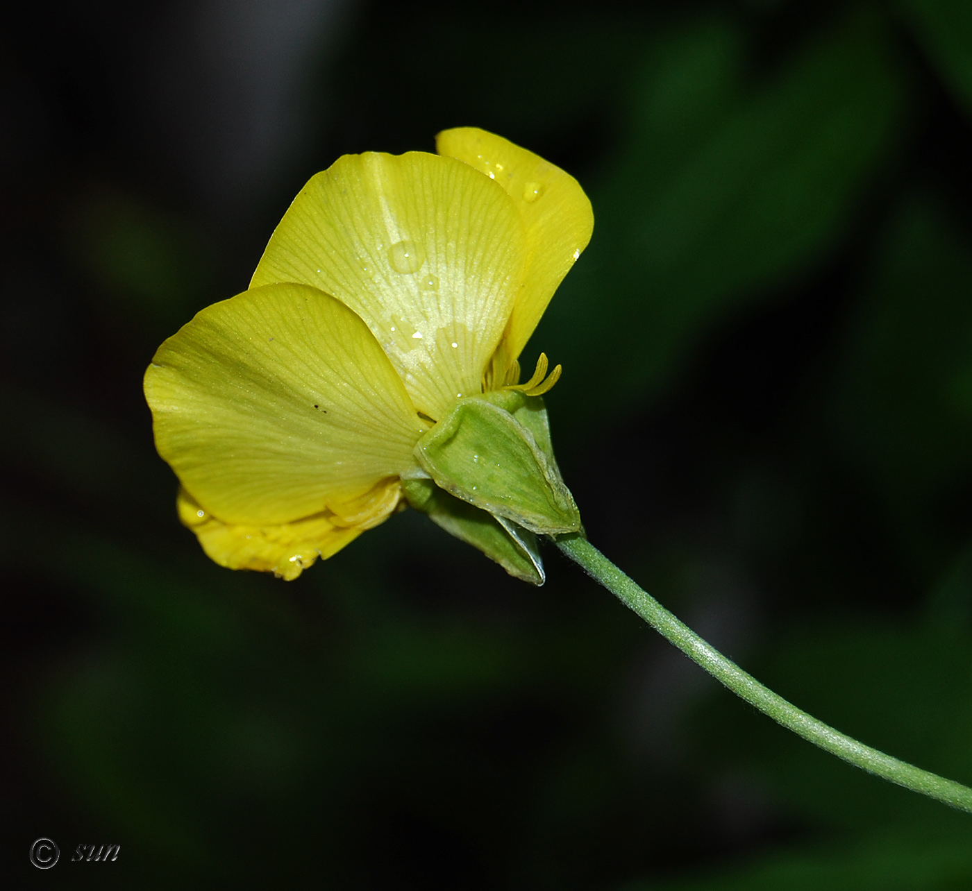 Изображение особи род Ranunculus.