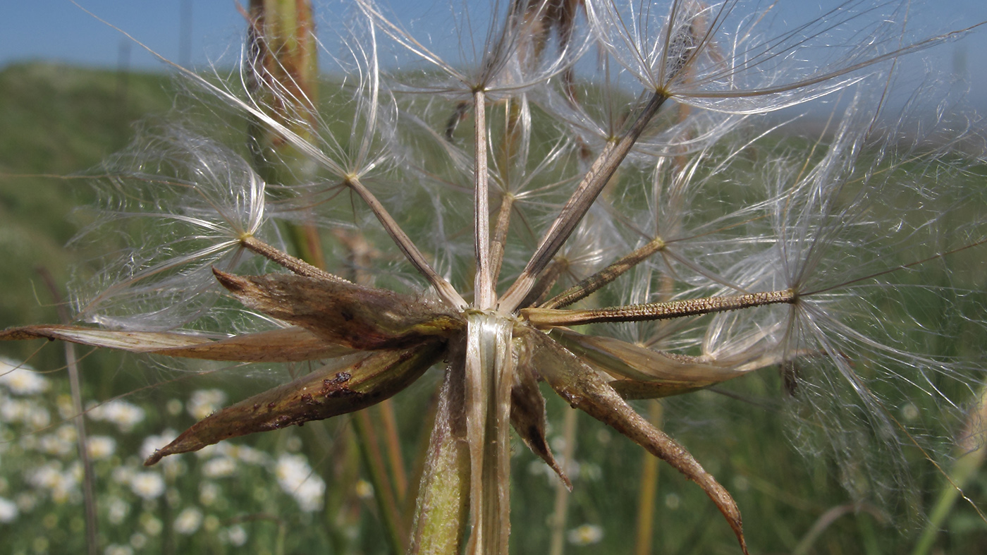 Image of Scorzonera mollis specimen.