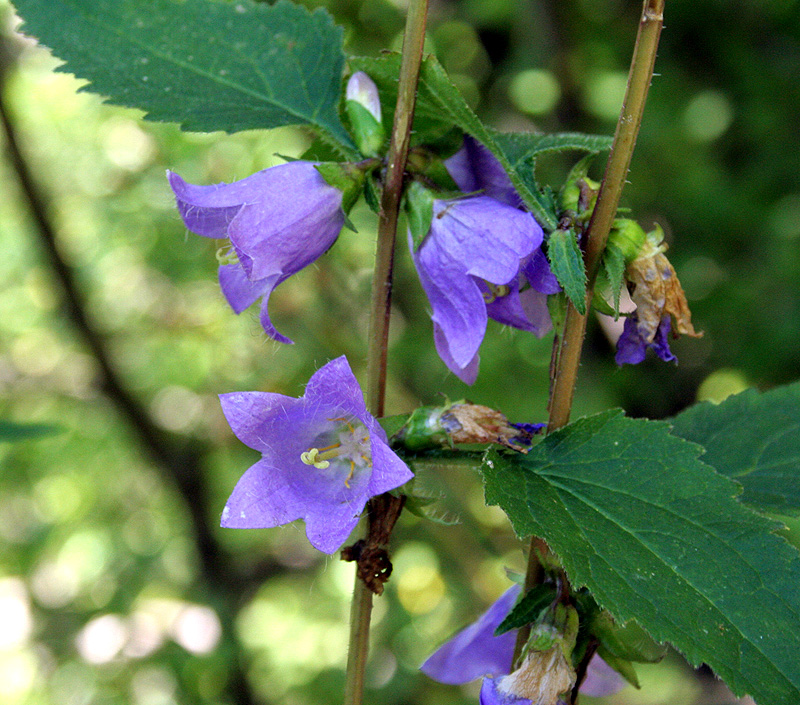 Image of Campanula trachelium specimen.